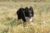 BORDER COLLIE 367